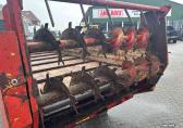 Heywang stalmestverspreider  meststrooier 4,5  ton
